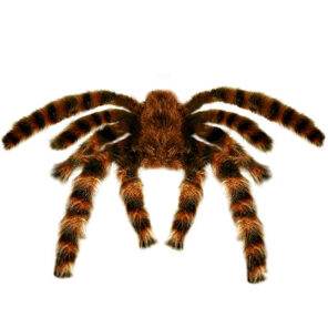 Halloween Decoratie - Lier - tafeldecoratie - spinnen - spinnenweb - spider - ongedierte - nep spin