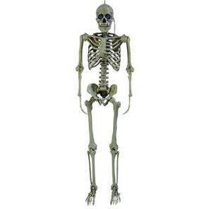 Lier - Fun - Shop - Carnaval - feestwinkel - halloween - decoratie - animatie - skelet - geraamte - menselijk lichaam - versiering